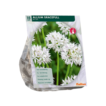 Allium Gracefull