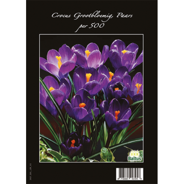 Crocus Paars