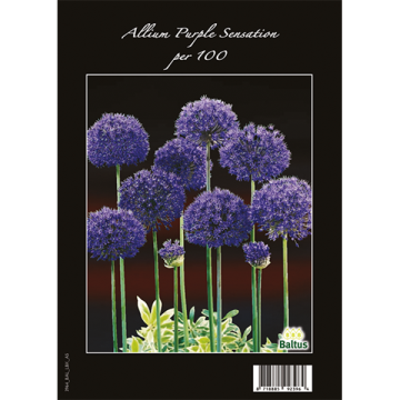 Paarse Alliums