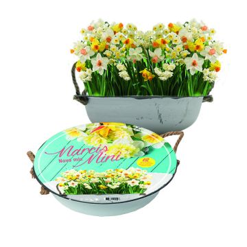 Narcis Mini Mix in Teil