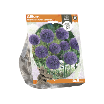 Allium Aflatunense Purple Sensation
