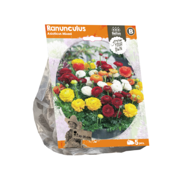 Ranunculus Asiaticus Mixed

