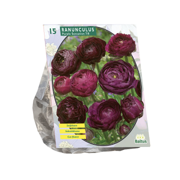 Ranunculus