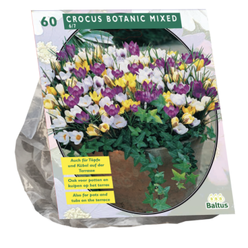 Crocus Botanic Mixed