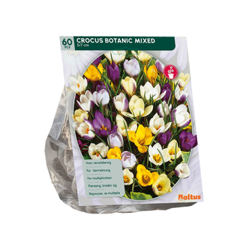 Crocus Botanic Mixed
