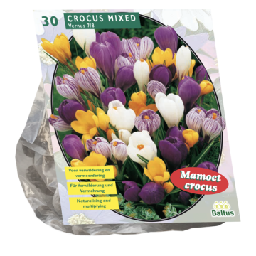 Crocus Mixed
