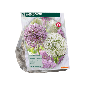 Allium Giant