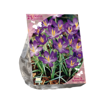 Crocus Tomassinianus