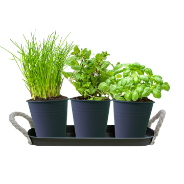 Herb Festival - 3 (Grijs)