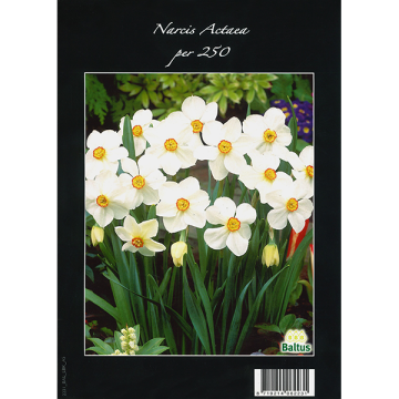 Narcis Actaea