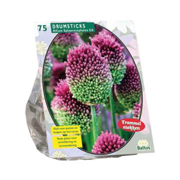 Drumstick Allium Sphaerocephalon