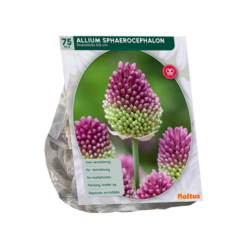 Drumstick Allium Sphaerocephalon