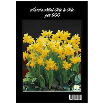 Narcis Mini Tête à Tête per 900