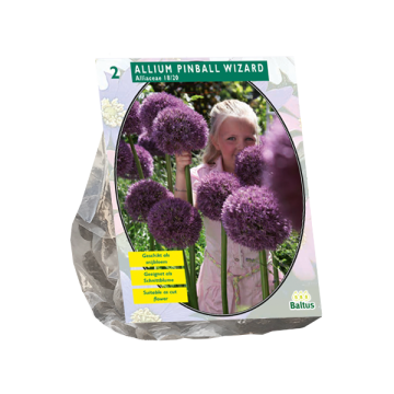 Allium Pinball Wizard