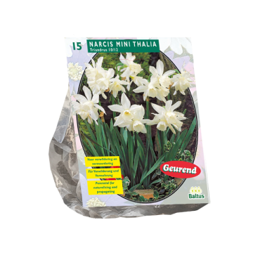 Narcis mini Thalia