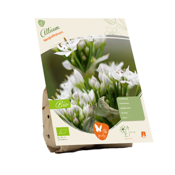 BIO - Allium Neapolitanum per 20