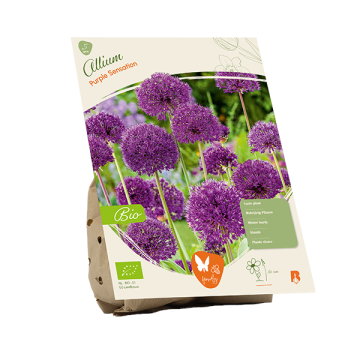 BIO - Allium Purple Sensation per 5