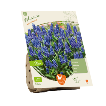 Muscari botryoides Album