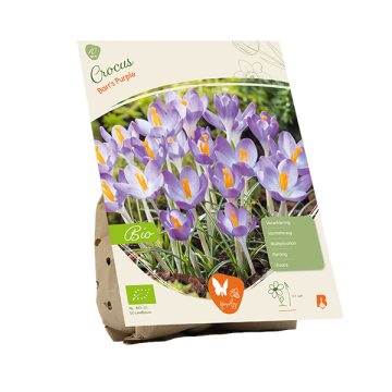 BIO - Crocus Barr's Purple per 10