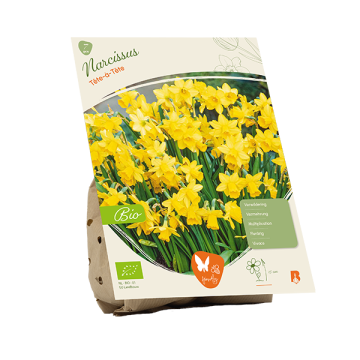 Narcissus Tête à Tête
