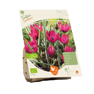 BIO - Tulipa Little Beauty per 7