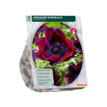 Anemone coronaria Bordeaux per 7