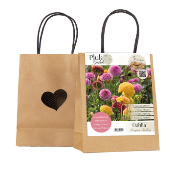 PLUKGELUK | Dahlia Pompon seedling per 5