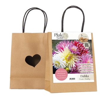 PLUKGELUK | Dahlia Cactus seedling per 5