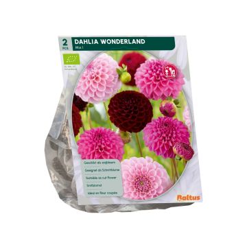 Bio - Dahlia Wonderland per 2 