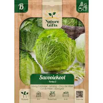 Savooiekool Vertus 2