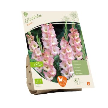 Bio - Gladiolus Karma per 7