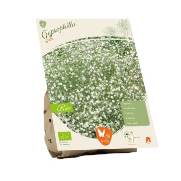 Bio - Gypsophilla wit per 2