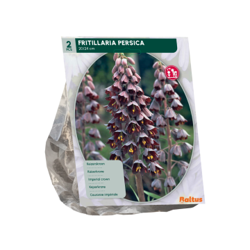 Fritillaria Persica per 2