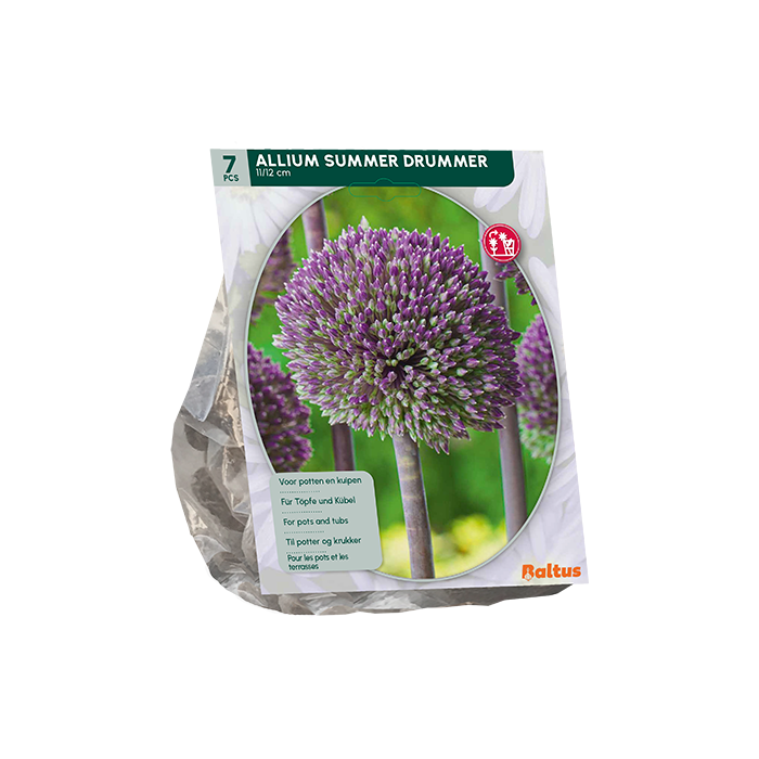 Allium Summer Drummer per 7 main product photo