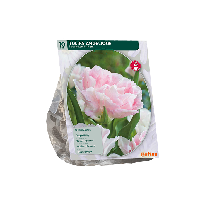 Tulipa Dubbel Laat Angelique per 10 main product photo