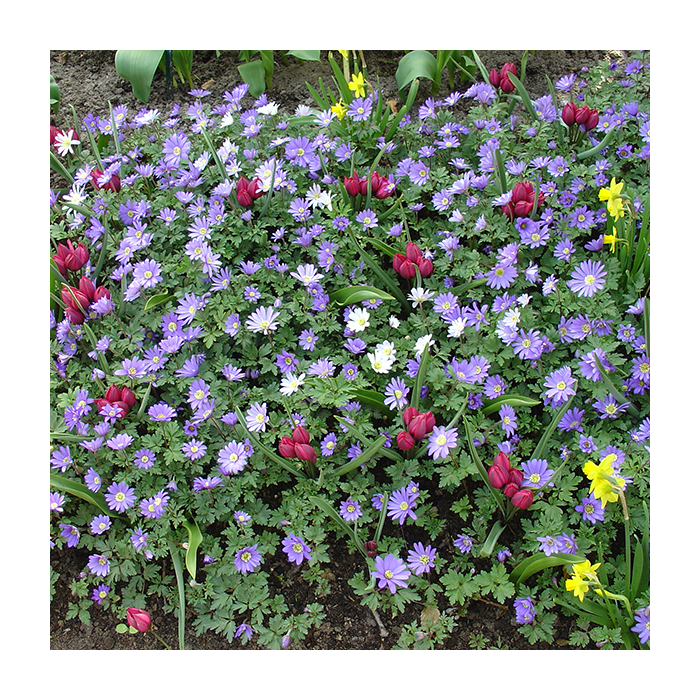 Anemone de Caen, Mix per 30