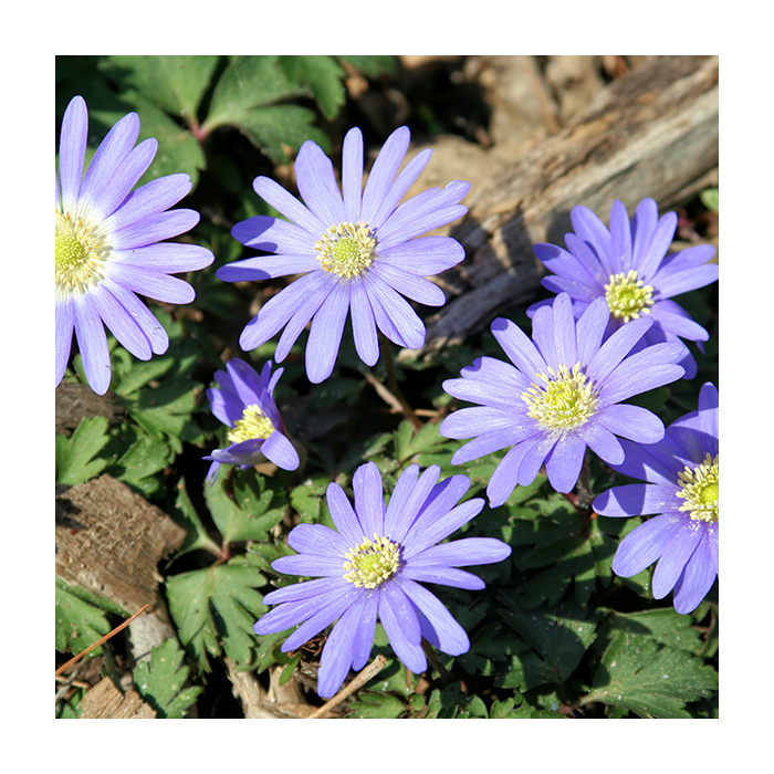 Blauwe Anemoon bloemen