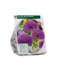 Allium Aflatunense Purple Sensation per 15