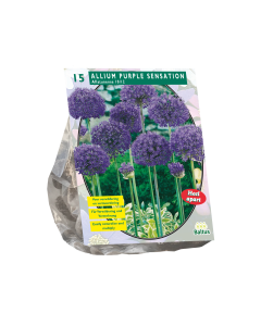 Allium purple sensation