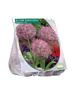 Allium Christophii