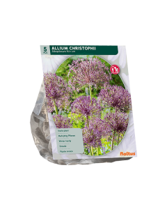 Allium Christophii