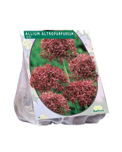 Allium Altropurpureum