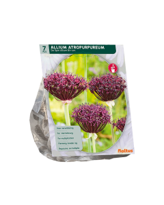 Allium Altropurpureum