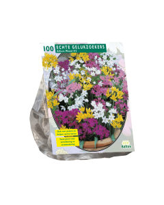 Allium Mix