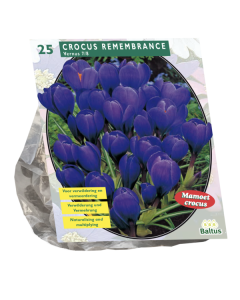 Crocus Remembrance
