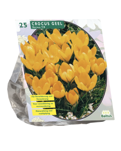 Crocus Geel
