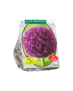 Allium Ambassador