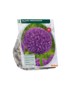 Allium Ambassador