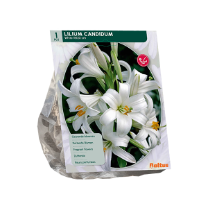 Geliefde Lilium soorten