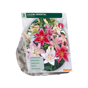 Geliefde Lilium soorten